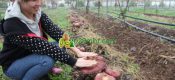 西北农林豪门国际猕猴桃林下育菇