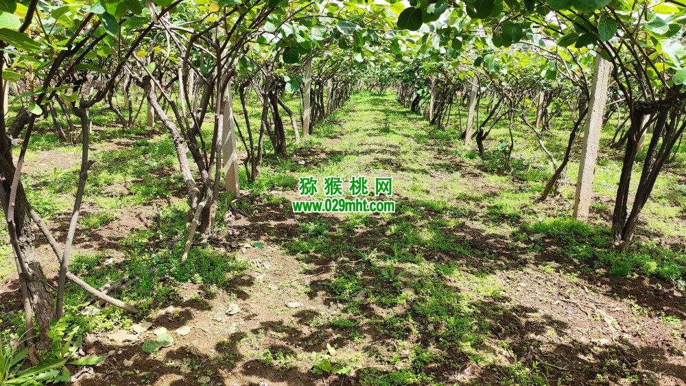 豪门国际 03c1d