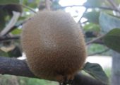 2014亚特豪门国际猕猴桃销售