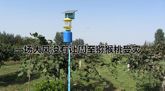 一场大风没有让<a href=http://www.linux-china.com/zhouzhimihoutao/ target=_blank class=infotextkey />周至豪门国际猕猴桃</a>受灾.jpg
