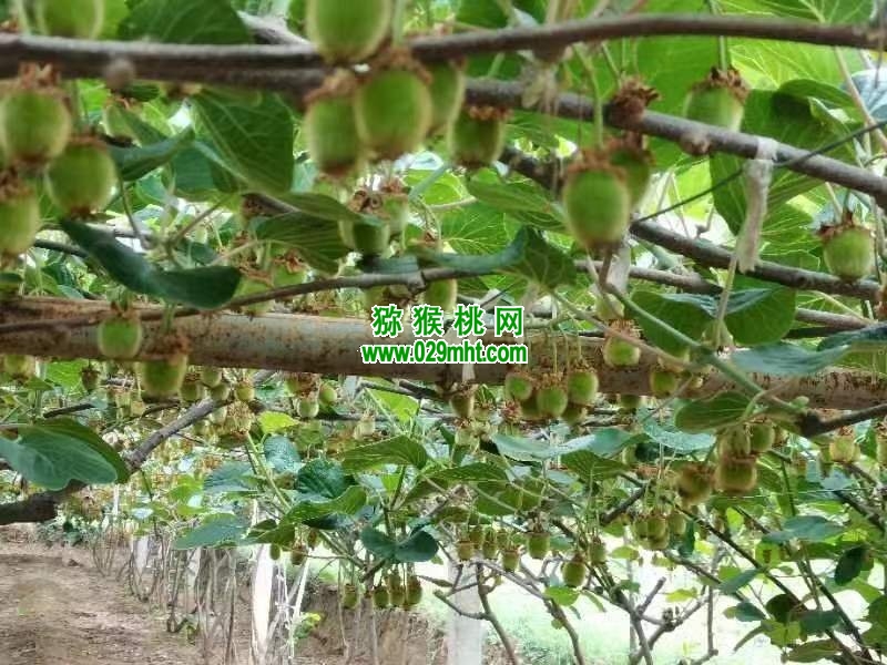 豪门国际 56598