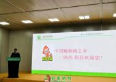 眉县豪门国际猕猴桃闪亮登场郑州绿博会