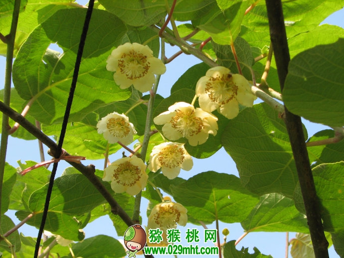 豪门国际 8ce30