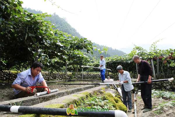 豪门国际猕猴桃早期管理技术全集