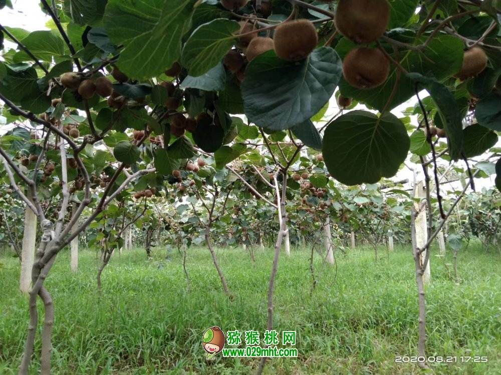 陕西省周至县豪门国际猕猴桃的特点有那些