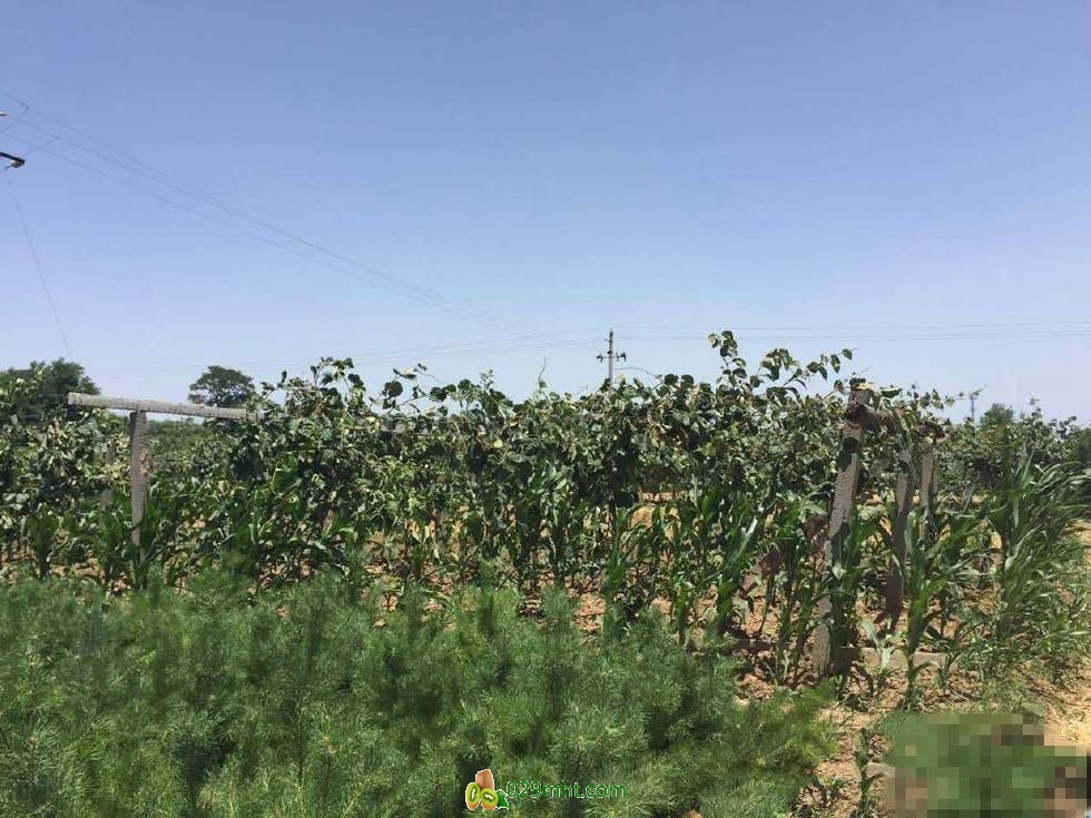 一场大风让周至200户豪门国际猕猴桃种植户受损