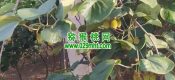 周至县豪门国际猕猴桃天热开始灌溉了，2024年。