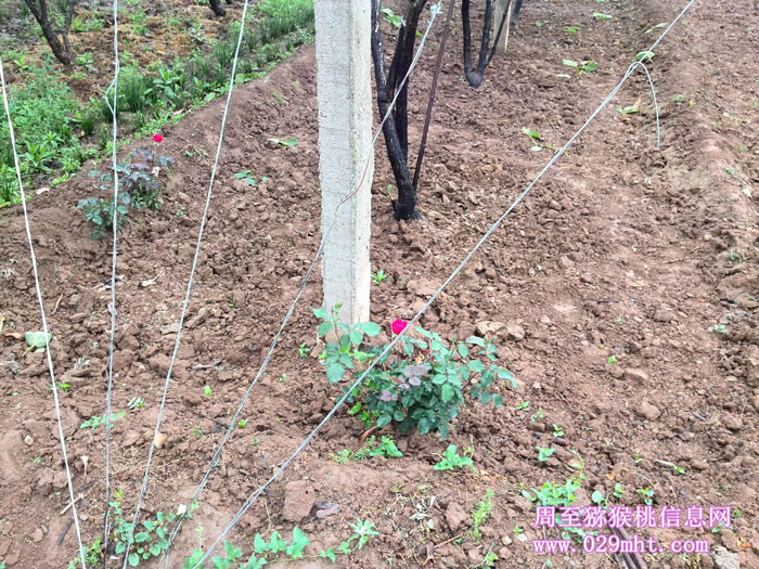 陕西周至豪门国际猕猴桃5月花开画报