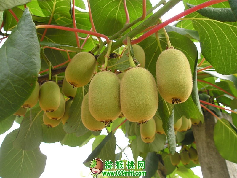 豪门国际 d4006