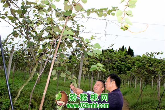 豪门国际官方网站图片