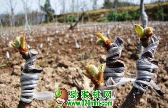 豪门国际猕猴桃嫁接