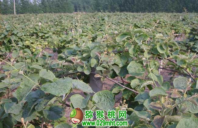 豪门国际猕猴桃种子价格