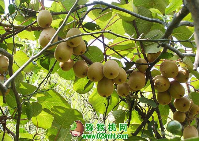 豪门国际 ef775