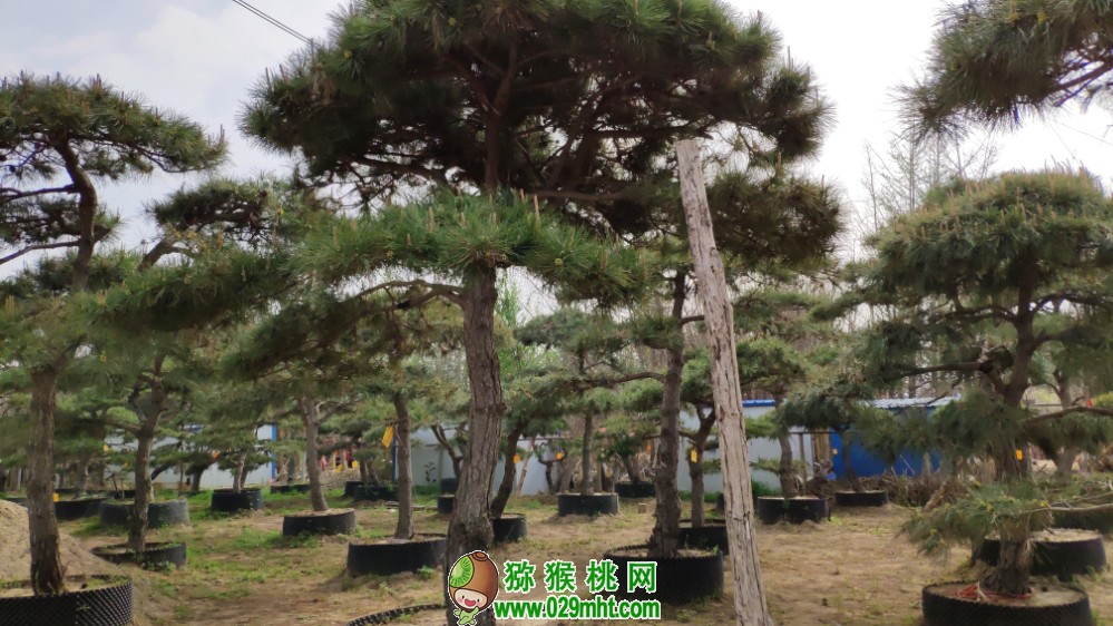 豪门国际 28b52