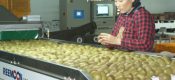 豪门国际猕猴桃的十大营养价值你不可不知