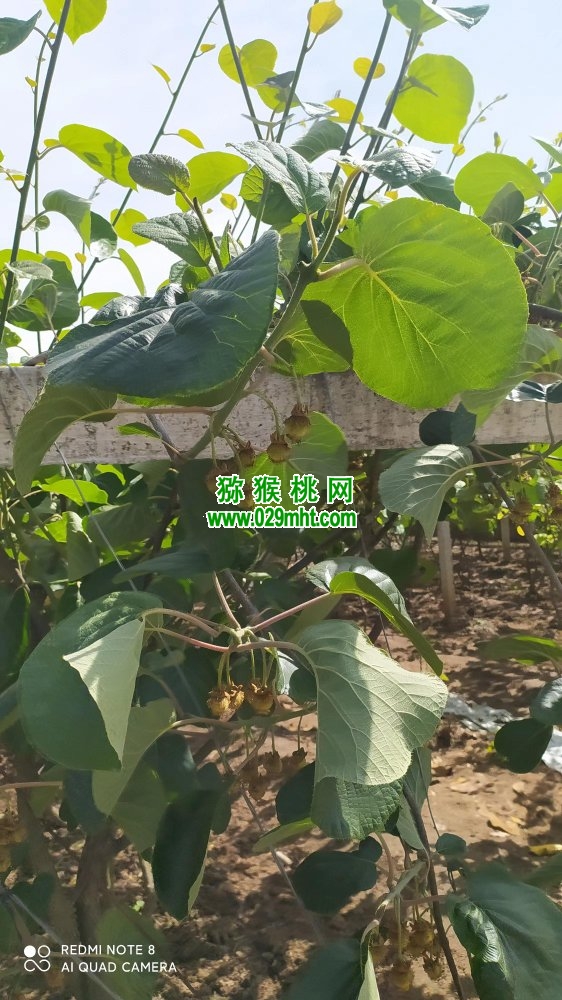 豪门国际 8fddc