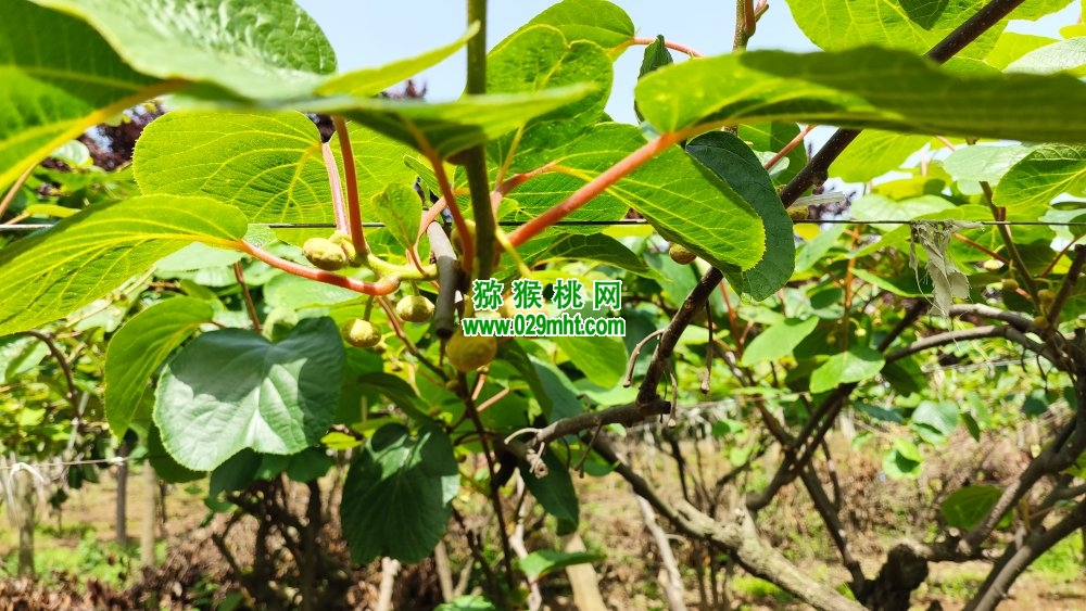 豪门国际 42ef3