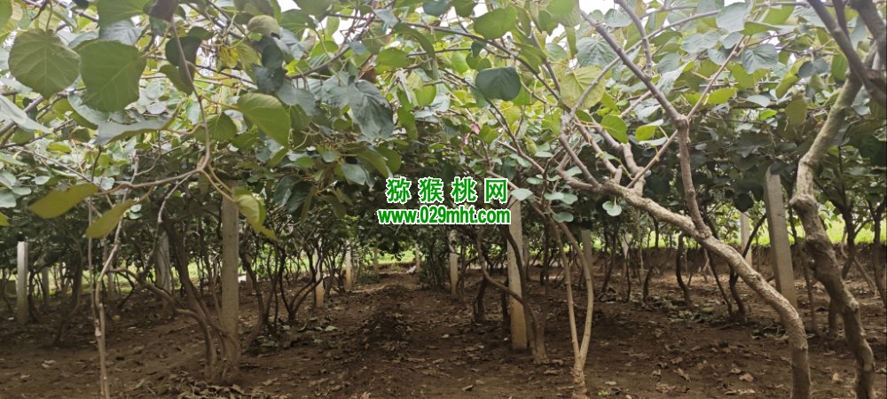 豪门国际 d1fee
