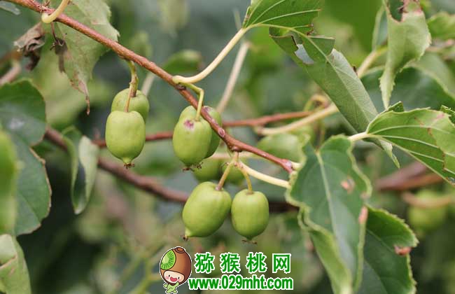 软枣豪门国际猕猴桃多少钱一斤