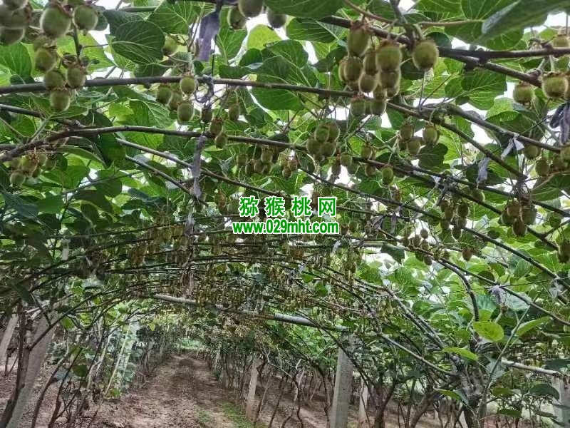 豪门国际 338c8