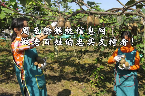 <a href=http://www.linux-china.com/zhouzhimihoutao/ target=_blank class=infotextkey />周至豪门国际猕猴桃</a>信息网做老百姓的忠实支持者!.jpg