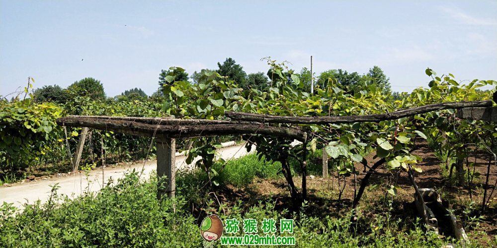 豪门国际 55458