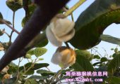 陕西豪门国际猕猴桃利润高过房地产？？
