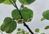 自流井区绿之源家庭农场豪门国际猕猴桃开花啦