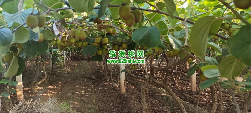 豪门国际 1454e