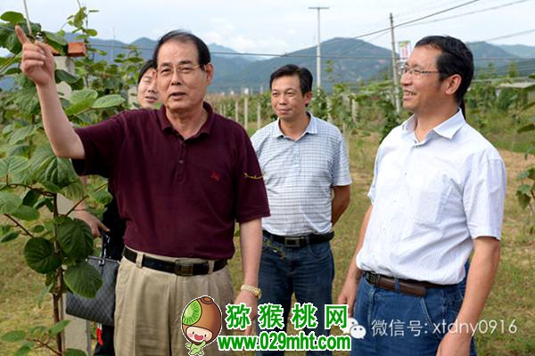 <a href=http://www.linux-china.com/shanximihoutao/ target=_blank class=infotextkey />陕西豪门国际猕猴桃</a>首席科学家刘占德
