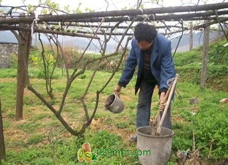 <a href=http://www.linux-china.com/ target=_blank class=infotextkey>豪门国际猕猴桃种苗</a>如何管理? <a href=http://www.linux-china.com/ target=_blank class=infotextkey />豪门国际猕猴桃种苗</a>如何管理?
