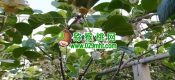 赏花周至豪门国际猕猴桃花比油菜花更漂亮的