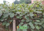2020年8月豪门国际猕猴桃画报图片