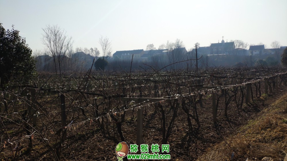 豪门国际 452a3