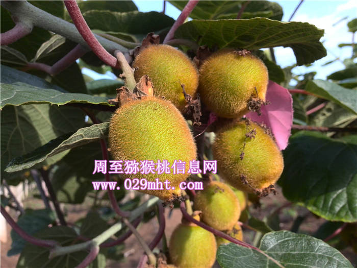 一簇豪门国际猕猴桃