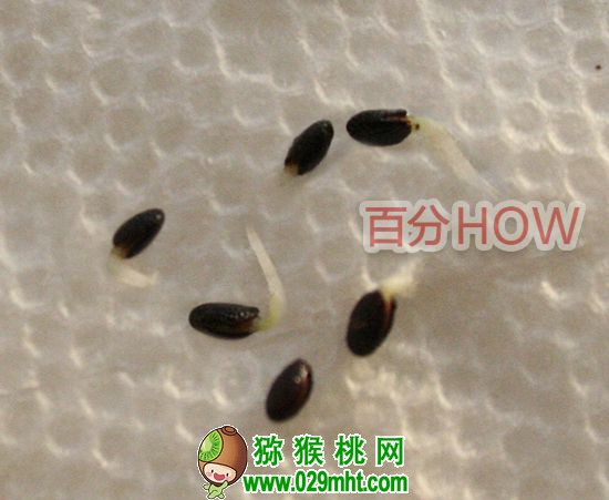 <a href=http://www.linux-china.com target=_blank class=infotextkey />奇异果</a>催芽种植的步骤3