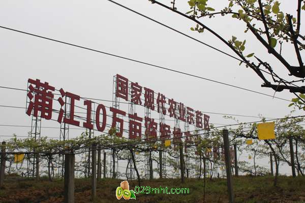 豪门国际猕猴桃早期管理技术全集