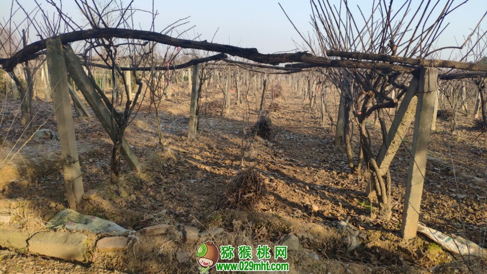 豪门国际 0c6a3