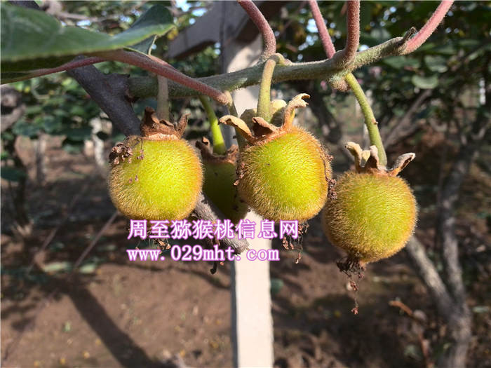 陕西豪门国际猕猴桃