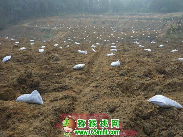 高产豪门国际猕猴桃种植技术
