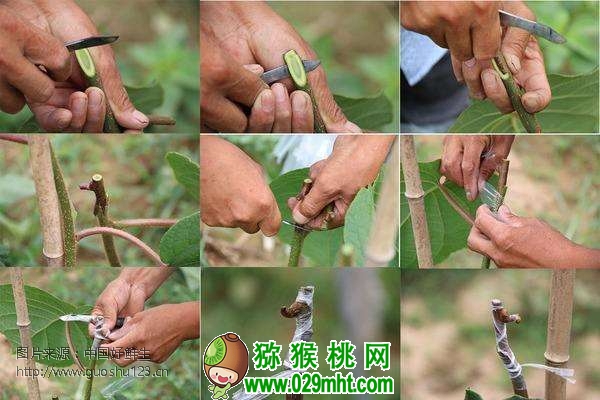 豪门国际 68567