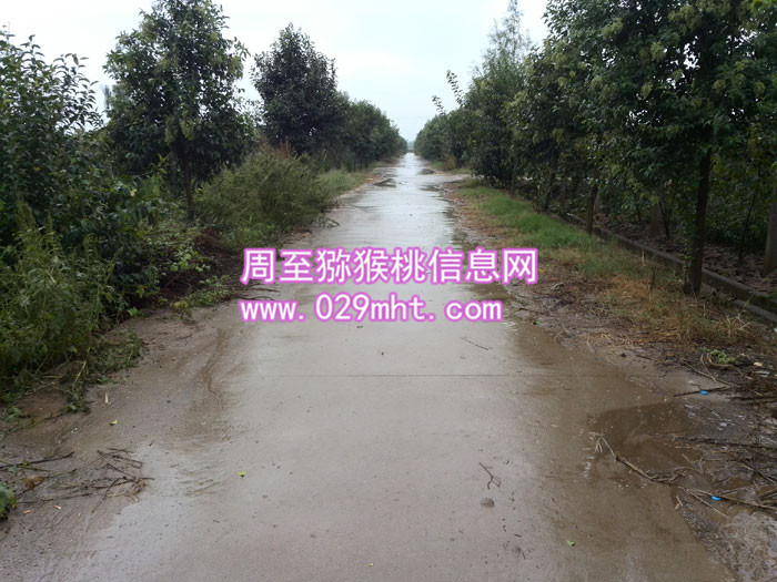 秦美豪门国际猕猴桃酒