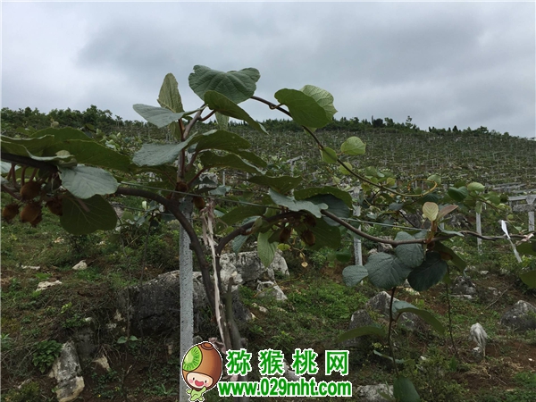 豪门国际官方网站图片