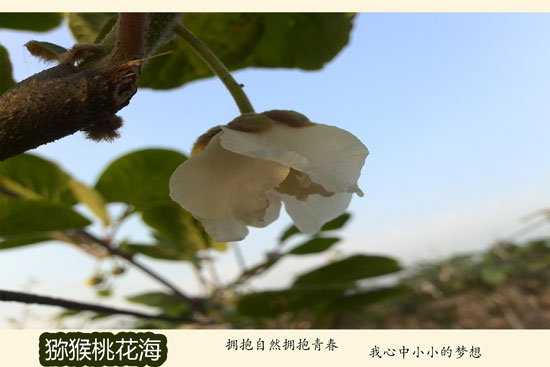 豪门国际猕猴桃广告词 总有一句话让你转身