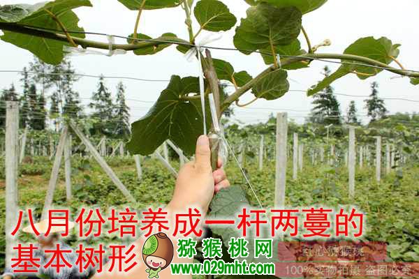 高产豪门国际猕猴桃种植技术