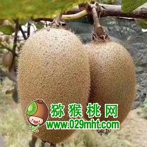 豪门国际 cbc61