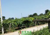 陕西省周至县豪门国际猕猴桃家庭农场