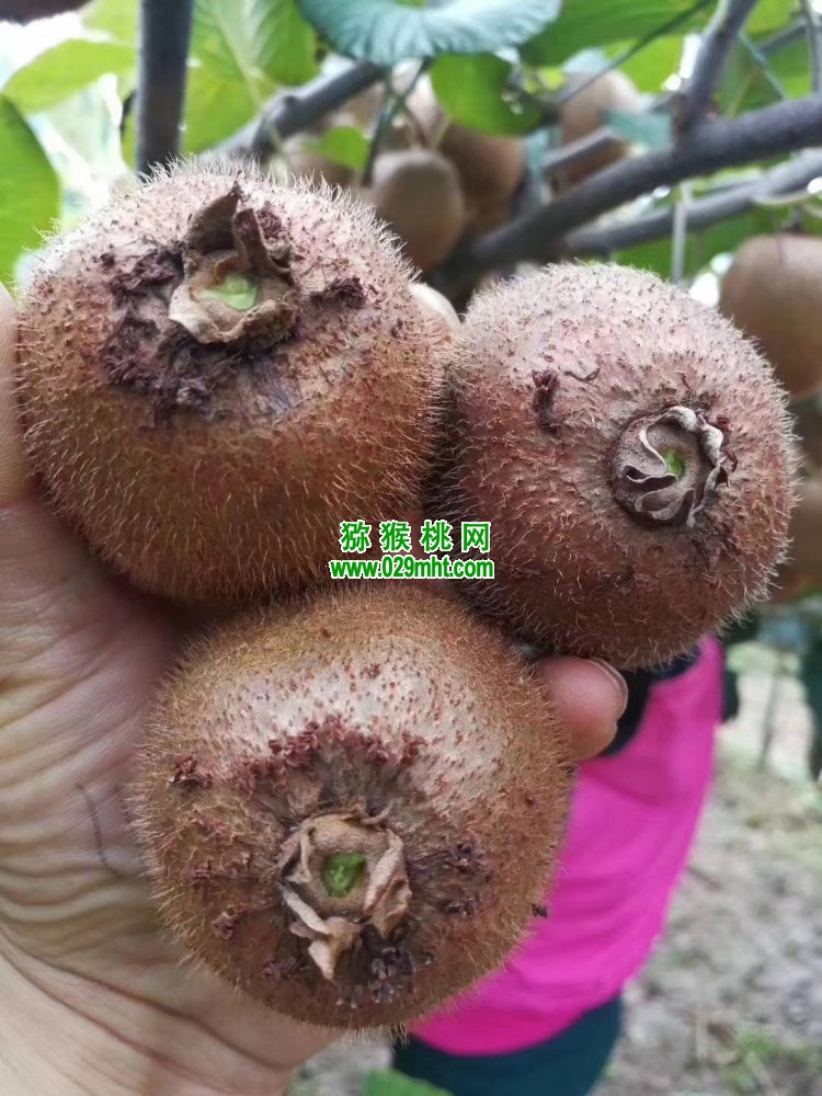 豪门国际 7308c