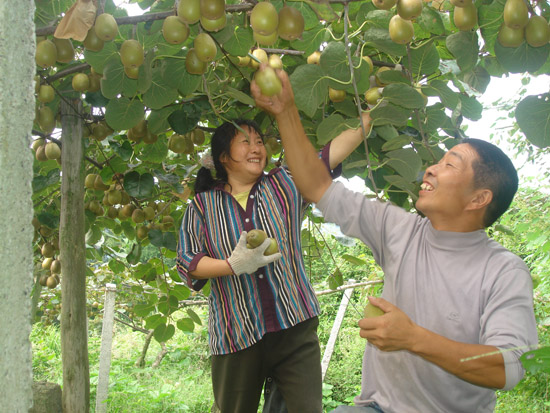 <a href=http://www.linux-china.com/meixianmihoutao/ target=_blank class=infotextkey />眉县豪门国际猕猴桃</a>什么时候成熟？