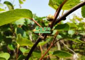 西安周至特供豪门国际猕猴桃果园照片